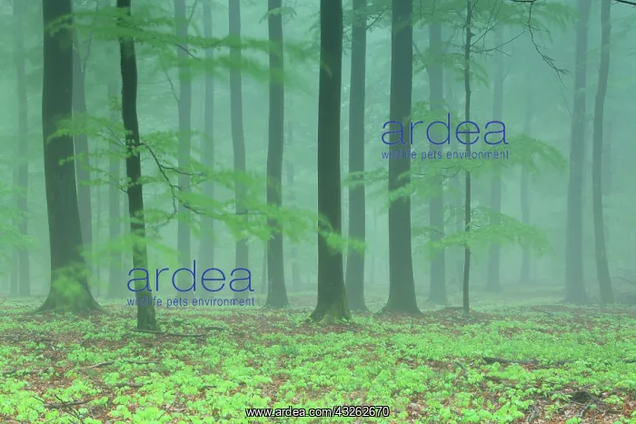 : Wildings and Luzulo-Fagetum Beech forest in spring : Wildings and Luzulo-Fagetum Beech forest in spring