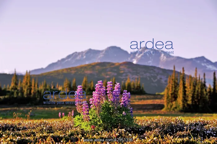 : Wildlflowers Subalpine meadow with cluster of arctic : Wildlflowers Subalpine meadow with cluster of arctic