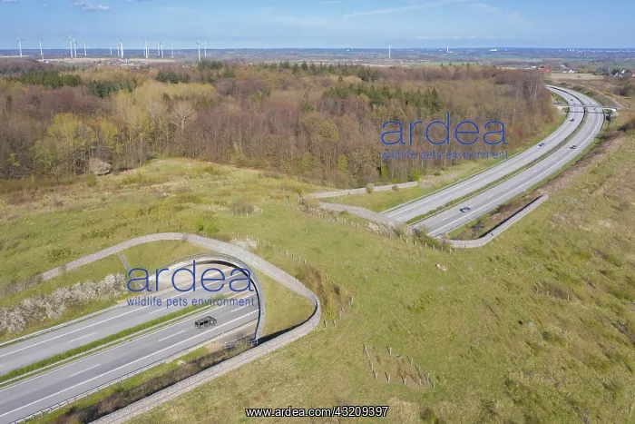 : Wildlife crossing + animal bridge spanning a highway : Wildlife crossing + animal bridge spanning a highway