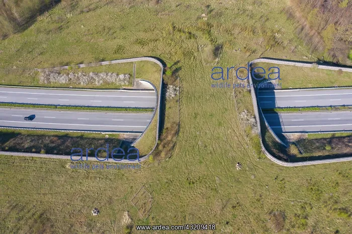 : Wildlife crossing + animal bridge spanning a highway : Wildlife crossing + animal bridge spanning a highway