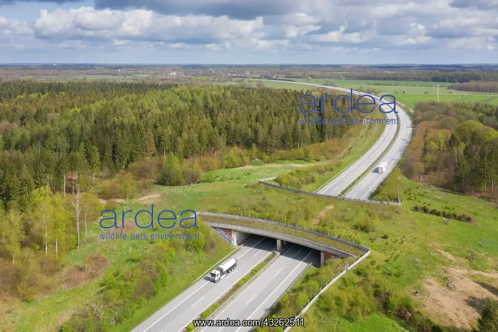 : Wildlife crossing + animal bridge spanning a highway : Wildlife crossing + animal bridge spanning a highway