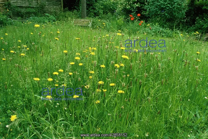 : Wildlife Garden : Wildlife Garden