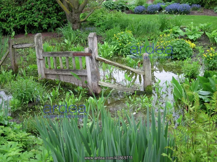  : Wildlife garden - marshy bog