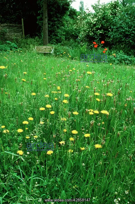 : WILDLIFE GARDEN - unmown area : WILDLIFE GARDEN - unmown area