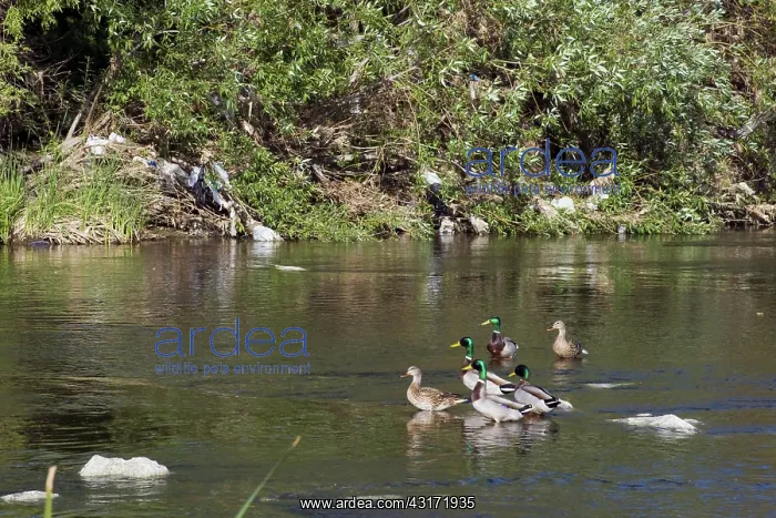 : Wildlife with Litter : Wildlife with Litter