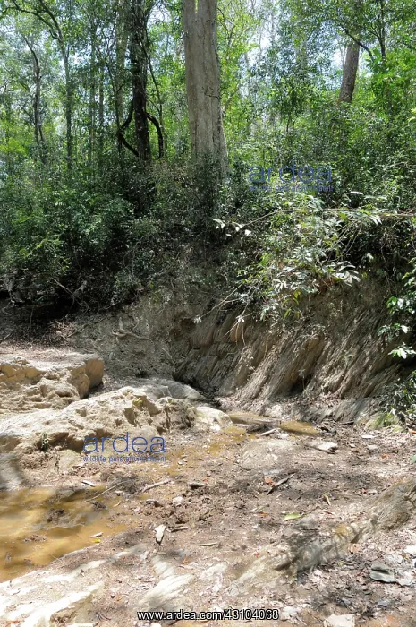 : Wildlife Saltlick : Wildlife Saltlick