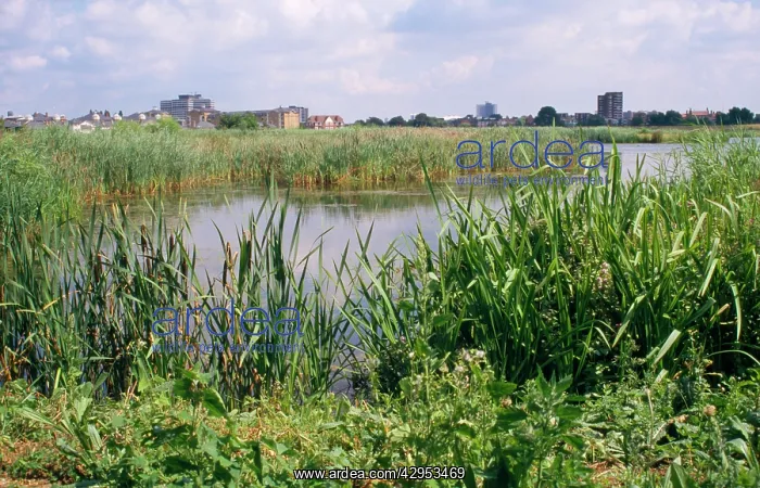 : Wildlife & Wetlands Trust (WWT) - London Wetland : Wildlife & Wetlands Trust (WWT) - London Wetland