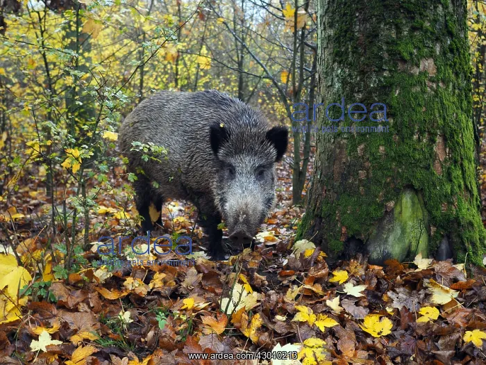  : Wildschwein im Herbstwald, Sus scrofa