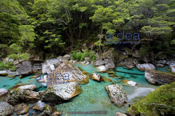 : Wildwater river - clear water running through a : Wildwater river - clear water running through a