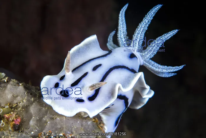  : Willan's Chromodoris (Chromodoris willani), Lembeh