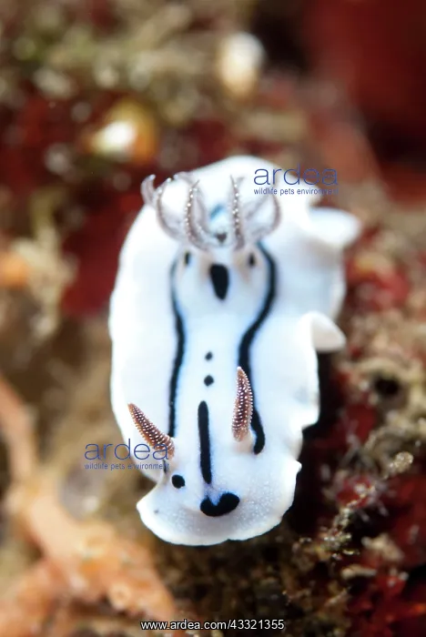: Willan's Chromodoris Nudibranch : Willan's Chromodoris Nudibranch