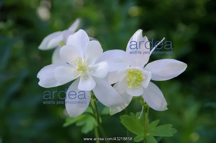 : Willard Basin, Columbine, Wasatch mountains : Willard Basin, Columbine, Wasatch mountains