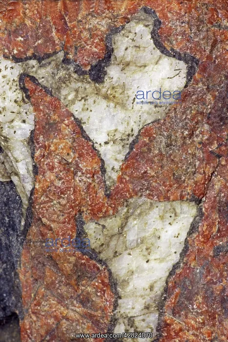 : Willemite (red) and Calcite (white : Willemite (red) and Calcite (white