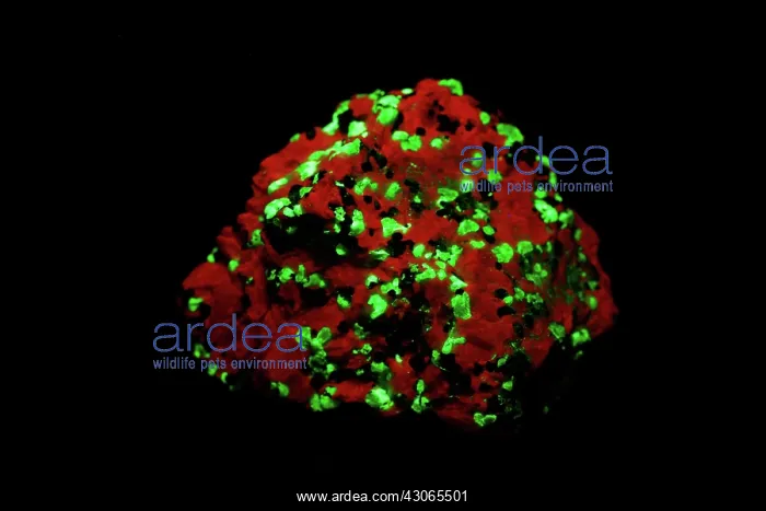 : Willemite in UV light : Willemite in UV light