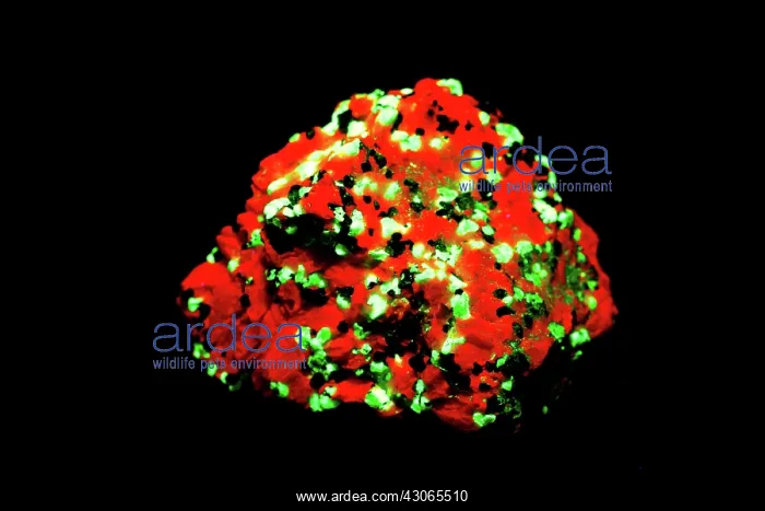  : Willemite in UV light