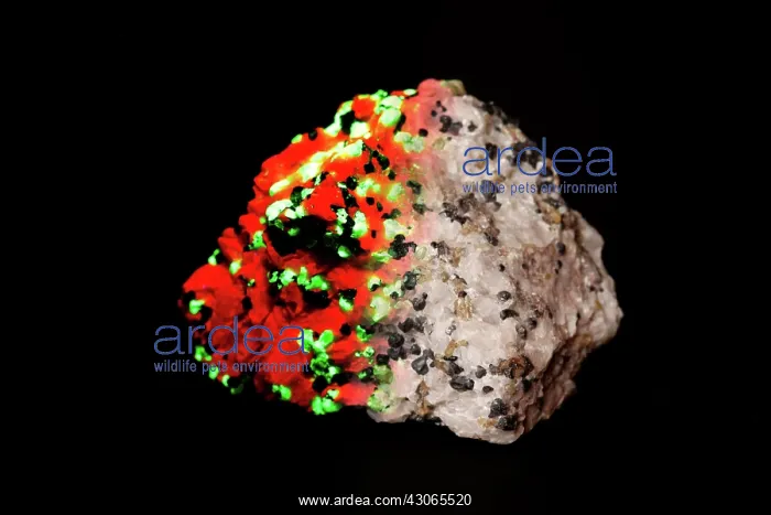 : Willemite in UV light / white light : Willemite in UV light / white light