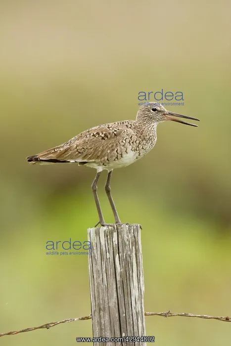 : Willet (Catoptrophorus semipalmatus). Texas in March : Willet (Catoptrophorus semipalmatus). Texas in March
