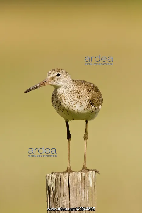 : Willet (Catoptrophorus semipalmatus). Texas in March : Willet (Catoptrophorus semipalmatus). Texas in March