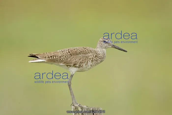 : Willet (Catoptrophorus semipalmatus). Texas in March : Willet (Catoptrophorus semipalmatus). Texas in March