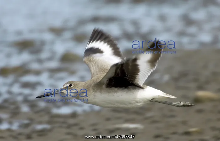 : Willet (Catoptrophorus semipalmatus), in flight : Willet (Catoptrophorus semipalmatus), in flight