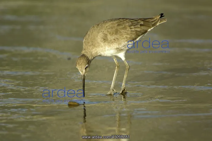 : Willet (Catoptrophorus semipalmatus) : Willet (Catoptrophorus semipalmatus)