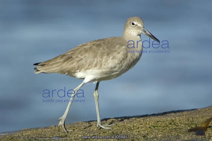: Willet (Catoptrophorus semipalmatus) : Willet (Catoptrophorus semipalmatus)