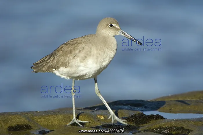 : Willet (Catoptrophorus semipalmatus) : Willet (Catoptrophorus semipalmatus)
