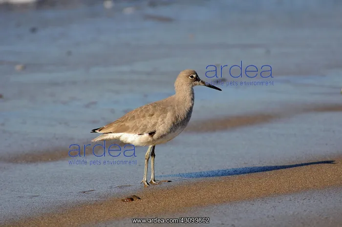 : Willet (Catoptrophorus semipalmatus) searching for food at low tide : Willet (Catoptrophorus semipalmatus) searching for food at low tide