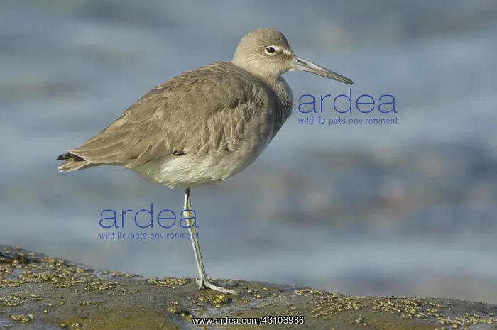 : Willet, Catoptrophorus semipalmatus : Willet, Catoptrophorus semipalmatus