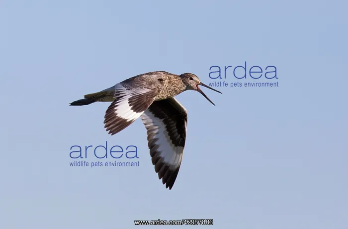 : Willet - adult calling in flight : Willet - adult calling in flight