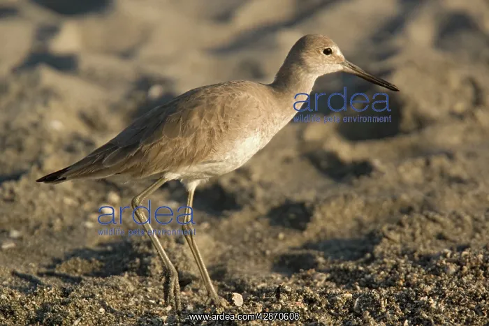 : Willet - on beach : Willet - on beach