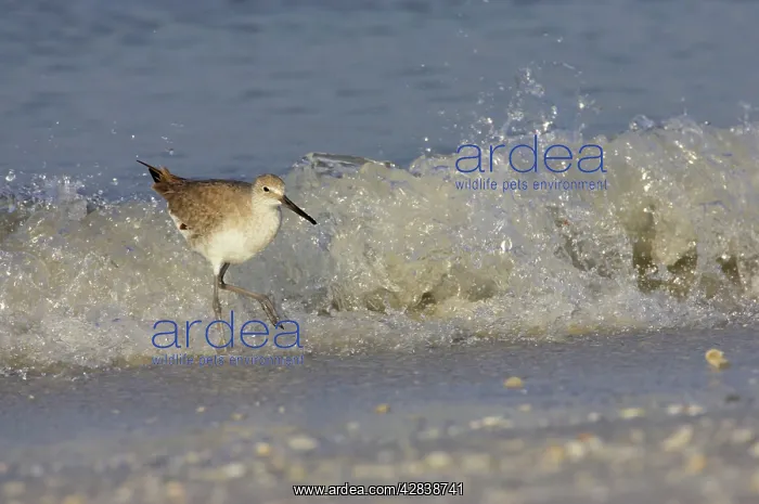: Willet - and breaking wave : Willet - and breaking wave