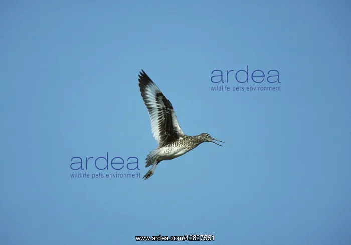: Willet - Calling in Flight : Willet - Calling in Flight