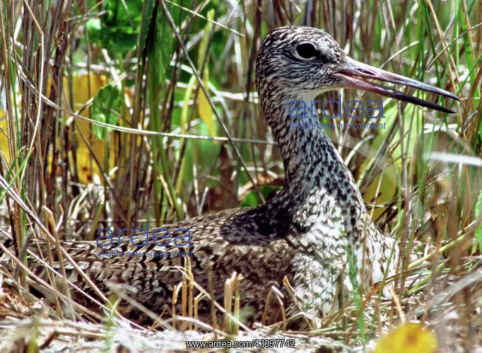 : Willet (Catoptrophorus semipalmatus) : Willet (Catoptrophorus semipalmatus)