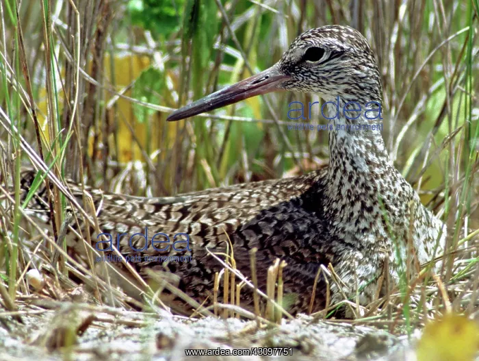 : Willet (Catoptrophorus semipalmatus) : Willet (Catoptrophorus semipalmatus)