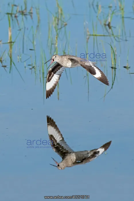: Willet, Catoptrophorus semipalmatus. In flight over prairie : Willet, Catoptrophorus semipalmatus. In flight over prairie