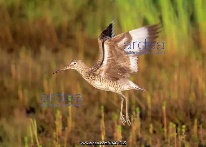: Willet - Catoptrophorus semipalmatus : Willet - Catoptrophorus semipalmatus