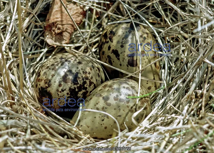 : Willet (Catoptrophorus semipalmatus) eggs : Willet (Catoptrophorus semipalmatus) eggs