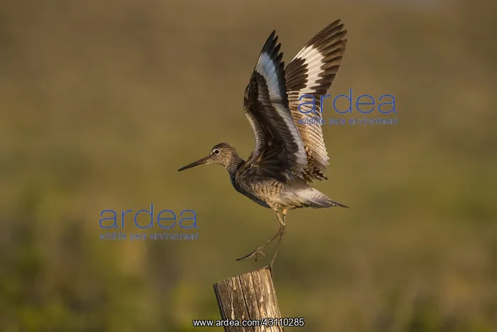 : Willet - CatoptrophorUS semipalmatUS - Perched on : Willet - CatoptrophorUS semipalmatUS - Perched on