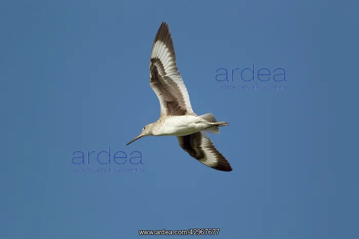 : Willet - display flight : Willet - display flight