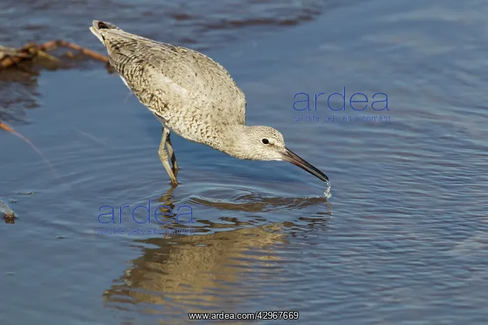 : Willet - drinking : Willet - drinking