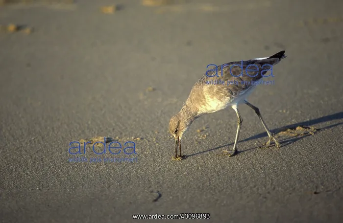 : Willet Feeding : Willet Feeding