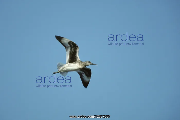 : Willet - In Flight : Willet - In Flight
