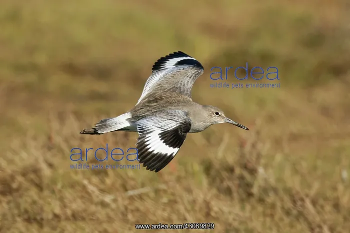 : Willet in Flight : Willet in Flight