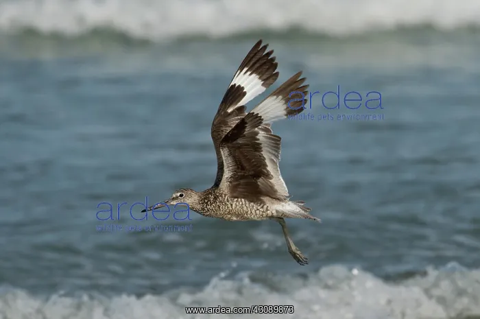 : Willet in flight showing wing molt : Willet in flight showing wing molt