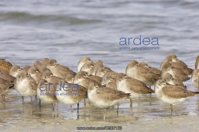 : Willet - at high tide roost : Willet - at high tide roost