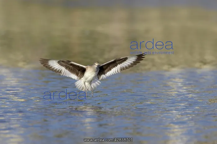 : Willet - landing : Willet - landing