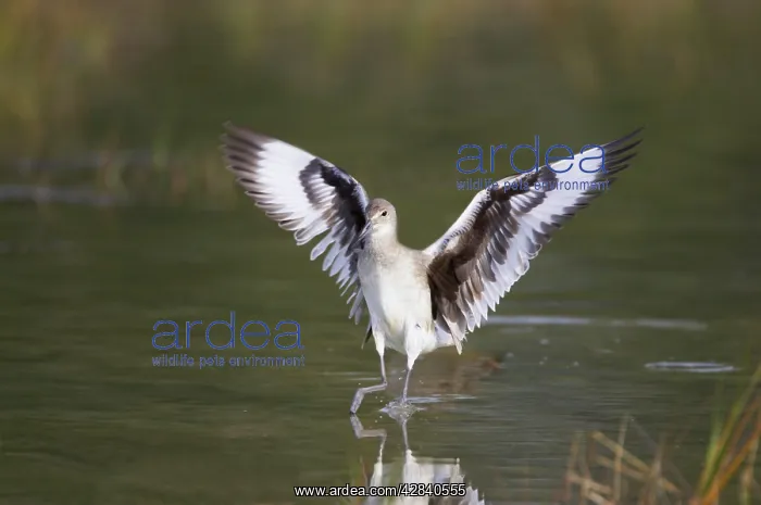 : Willet - landing, with wings outstretched : Willet - landing, with wings outstretched