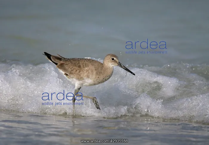 : Willet - in sea, winter : Willet - in sea, winter