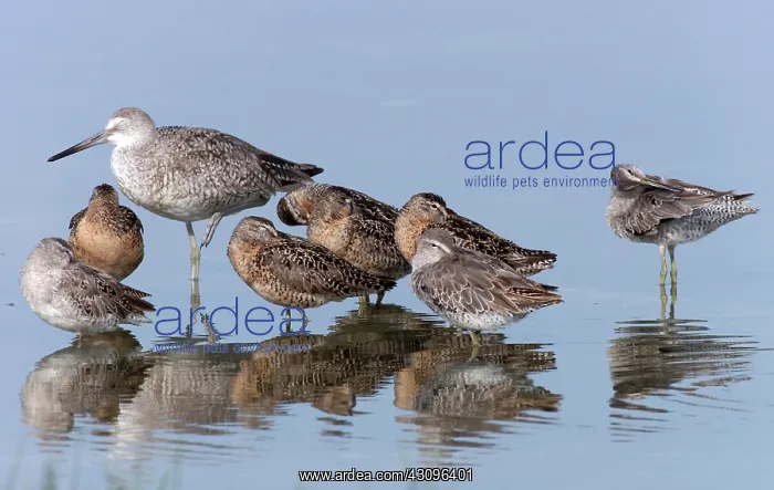 : Willet with Short-billed Dowitchers : Willet with Short-billed Dowitchers